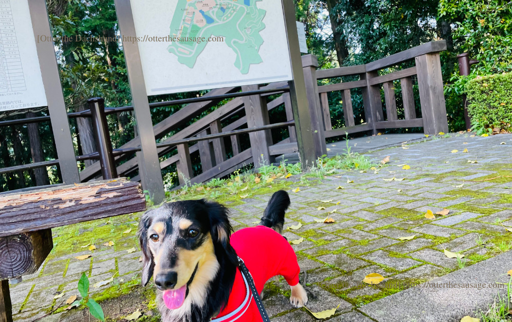 image_kaninchen dachshund_travel with dogs_hilton Odawara resort &spa_trail_犬連れ旅行_犬と旅行_カニンヘンダックスフンド_ヒルトン小田原リゾート&スパ_トレイル_202204_オッター_トレイルA入口
